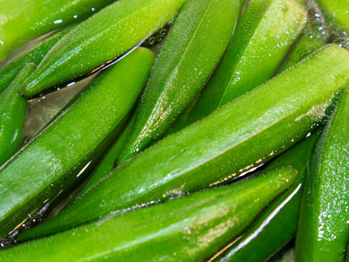 okra in water: small pods, big benefits