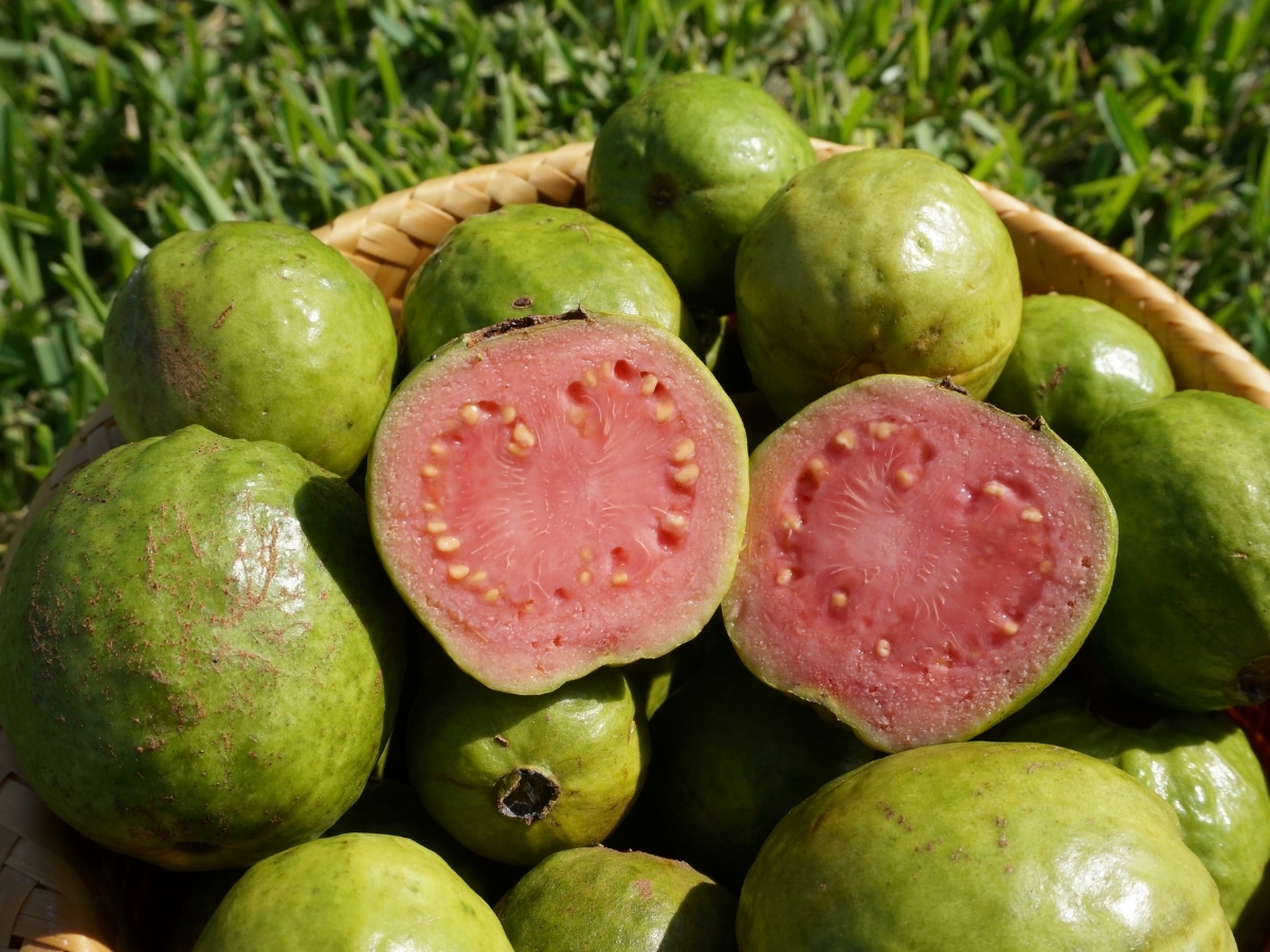 guava: low GI, gentle on blood sugar